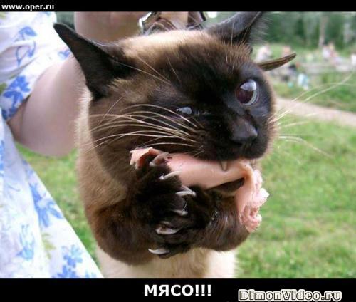 Фотография Dustum