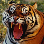 Фотография SANTAMAUS