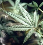 Фотография PLaN_FCRK