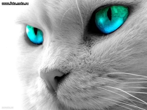 Фотография TheLonyDrop