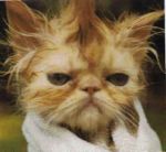 Фотография LOKOFAN2007