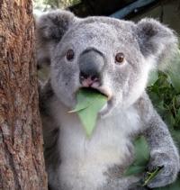 Фотография alev