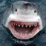 Фотография Lee-161