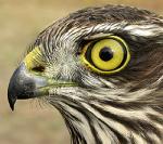 Фотография SoldierOfFortune