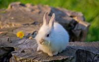 Фотография Krolik_Rabbit