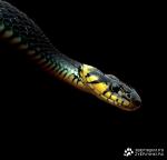 Фотография Zmeica