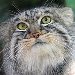 Фотография nokia_6300