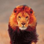 Фотография Sibiryak_55