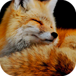 Фотография ErikF