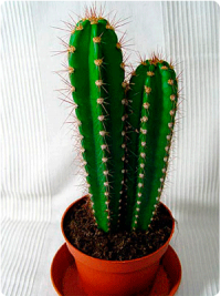 Фотография elezbbeta