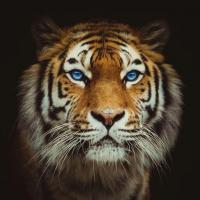 Фотография JosephKeync